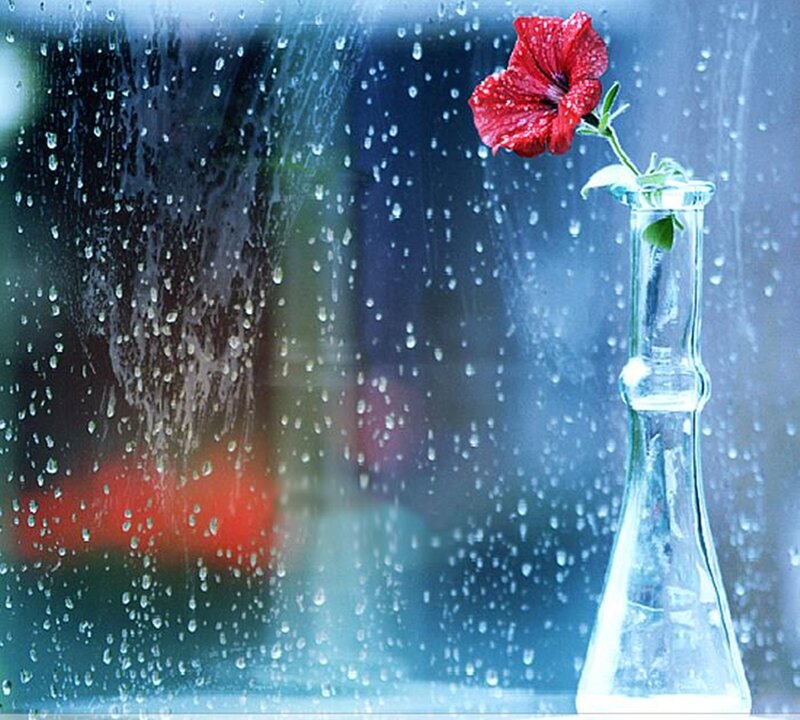 Red Flower in Vase — Calm, Photograph