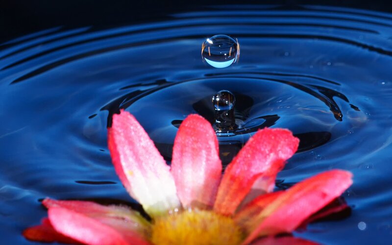 Red Flower in Water — Blue