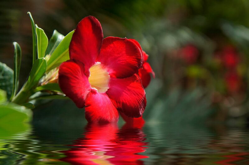 Red Flower in Water — Serene