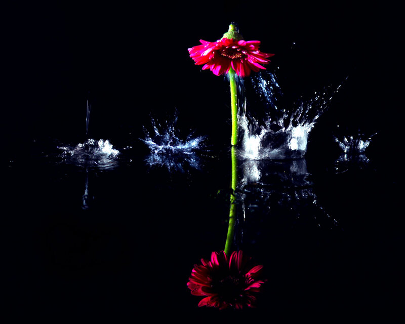 Red Flower in Water