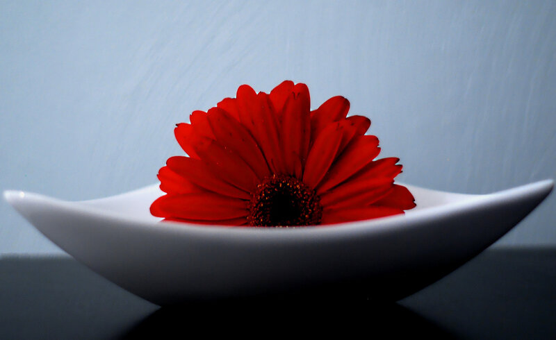 Red flower in white bowl
