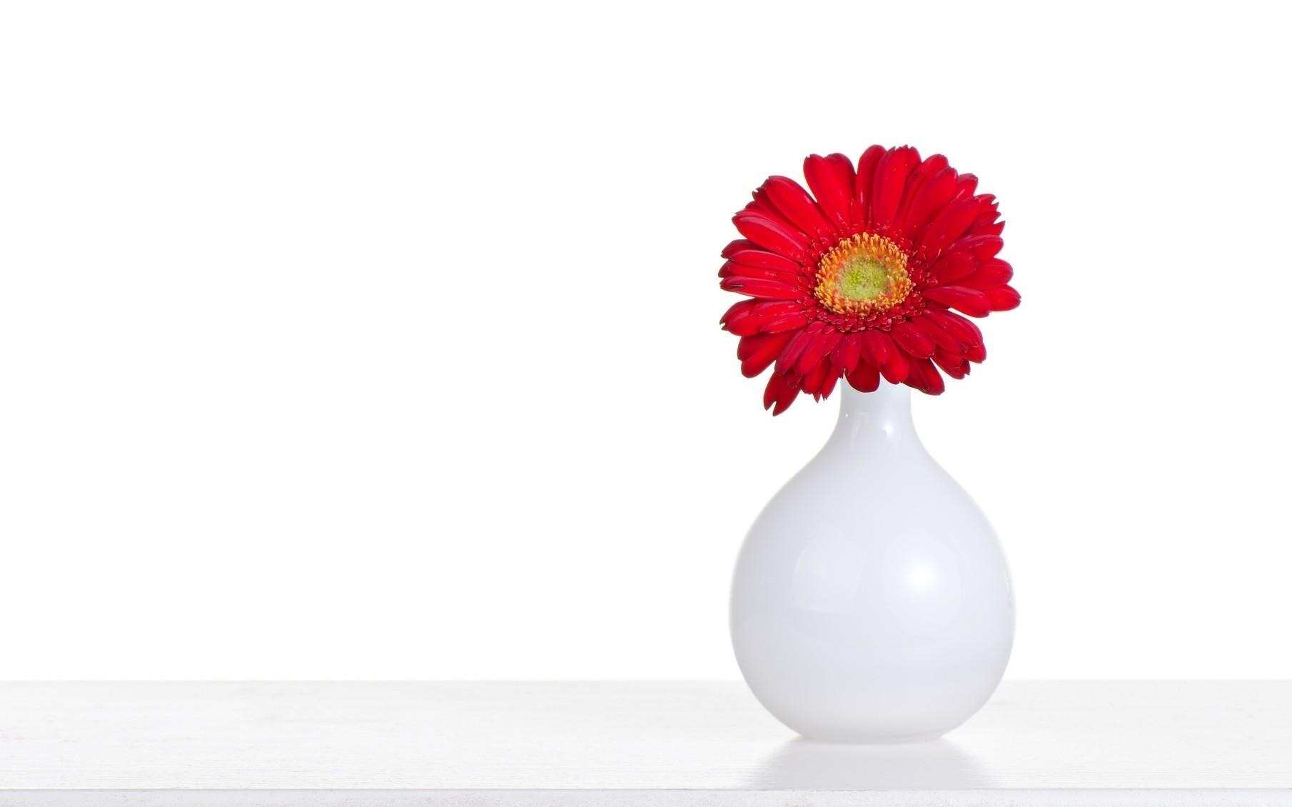 Red flower in white vase