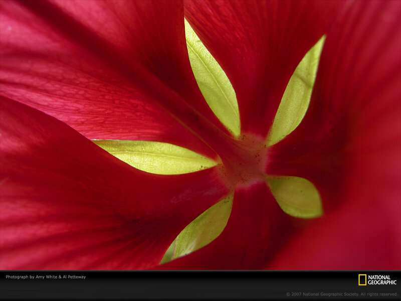 Red Flower Interior
