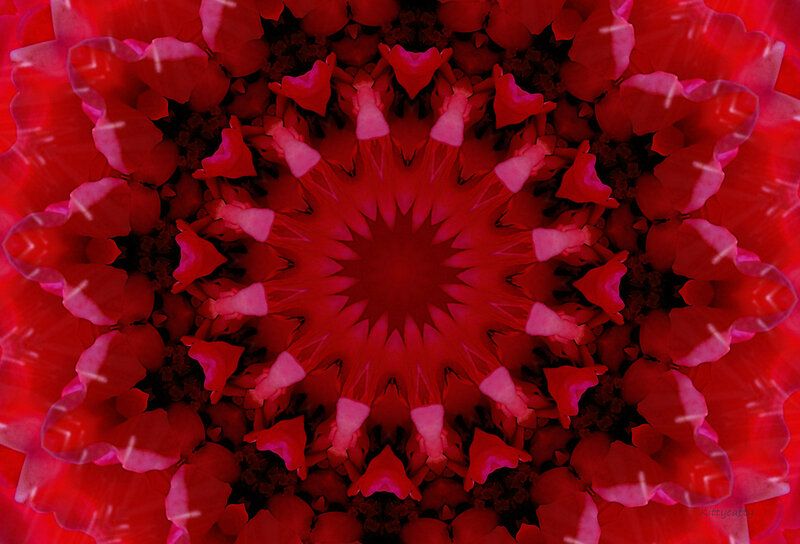 Red Flower Mandala — Hypnotic