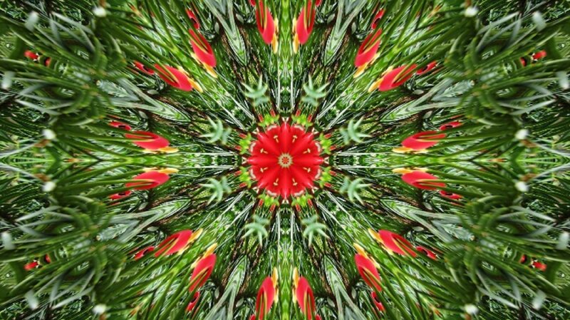 Red Flower Mandala — Symmetrical, Digital Art