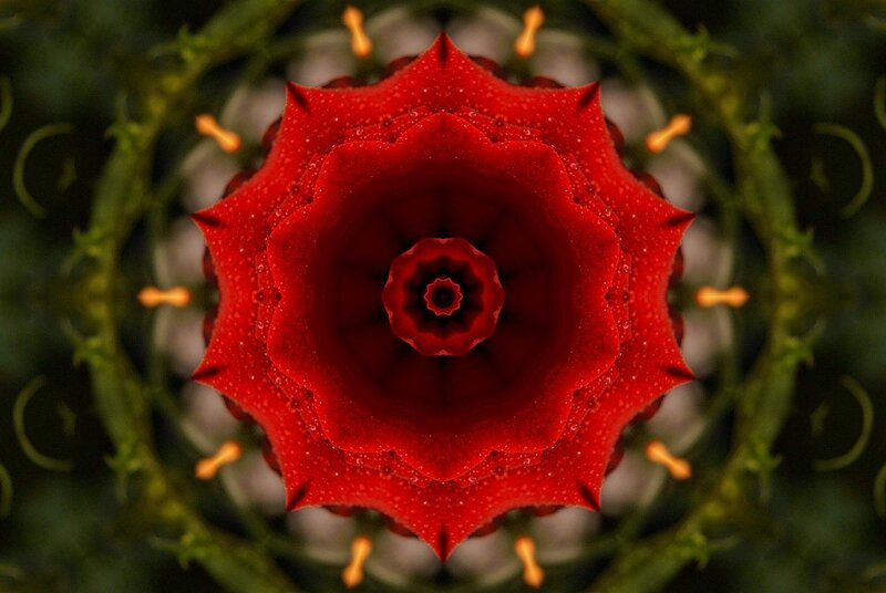 Red Flower Mandala