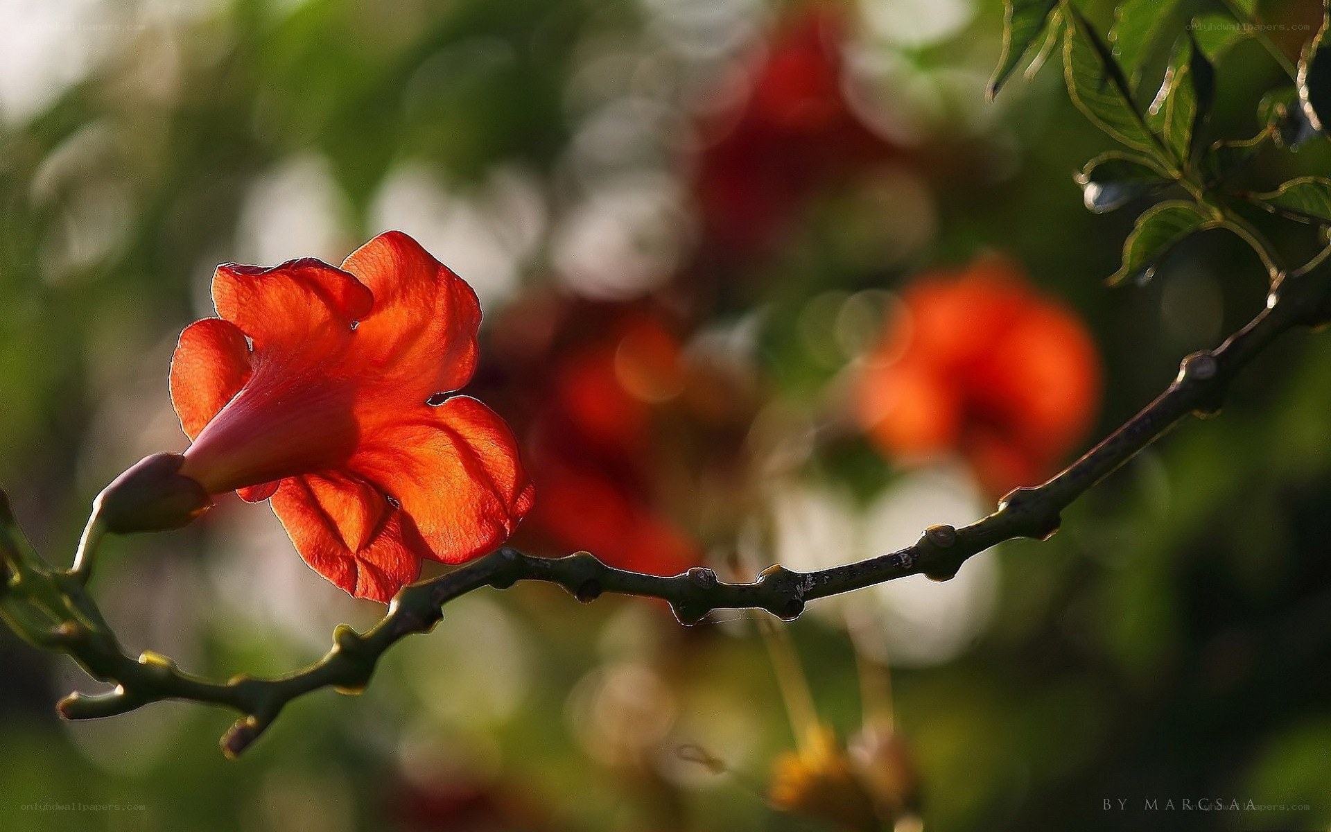 Red flower on a branch