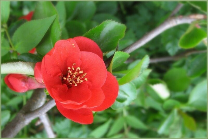 Red flower on a green bush
