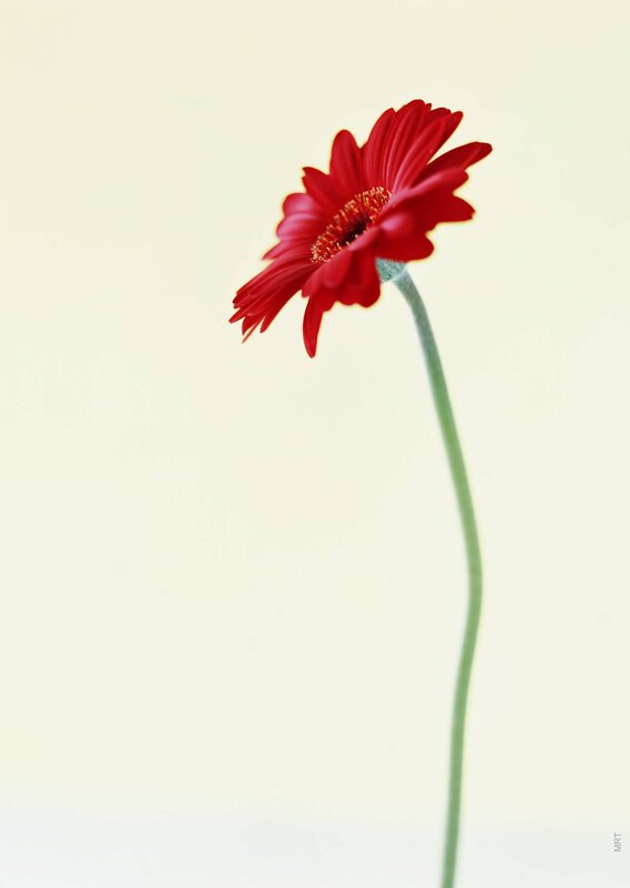 Red flower on a pale background