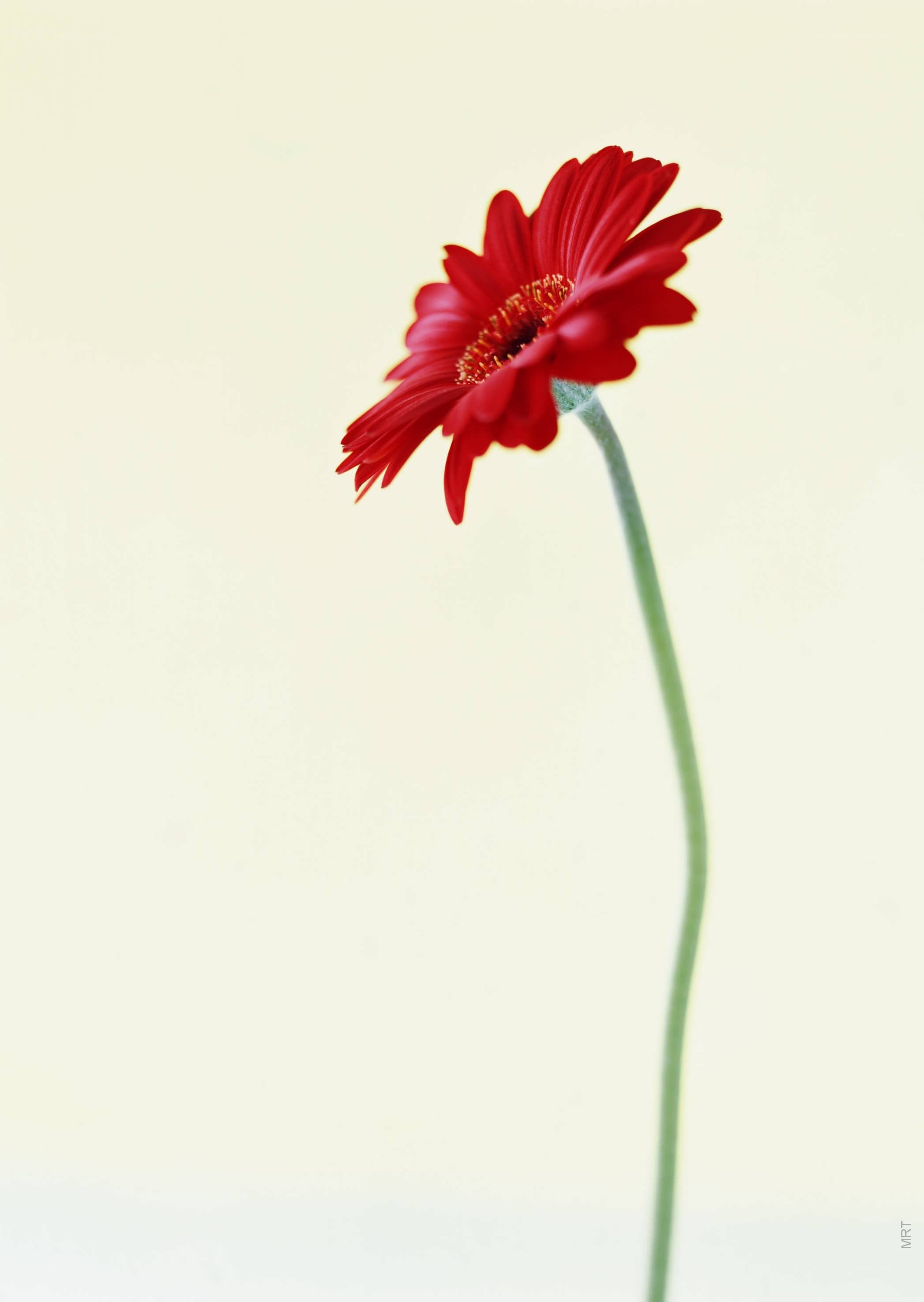 Red flower on a pale background