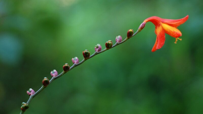 Red Flower on a Stem