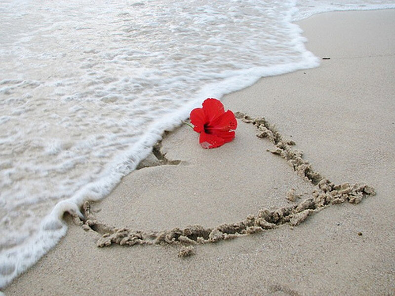 Red Flower on Beach — Serene, Afternoon