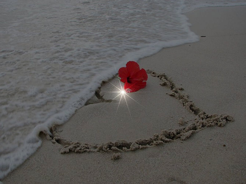 Red Flower on Beach — Serene, Sunset