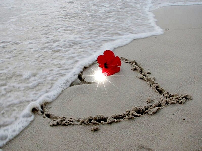 Red Flower on Beach