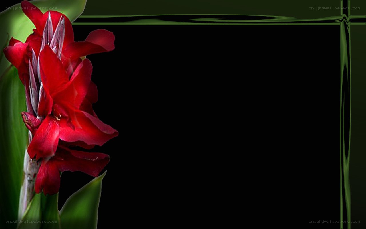 Red flower on black background
