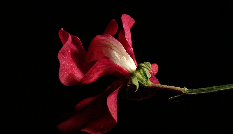 Red Flower on Black Background — Dramatic, Photograph, Stem