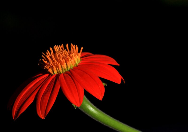Red Flower on Black Background — Dramatic, Photograph
