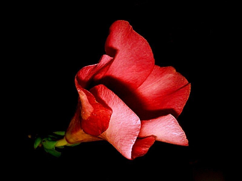 Red Flower on Black Background — Dramatic