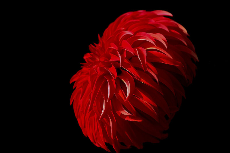 Red flower on black background