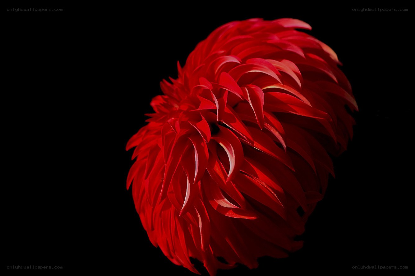 Red flower on black background