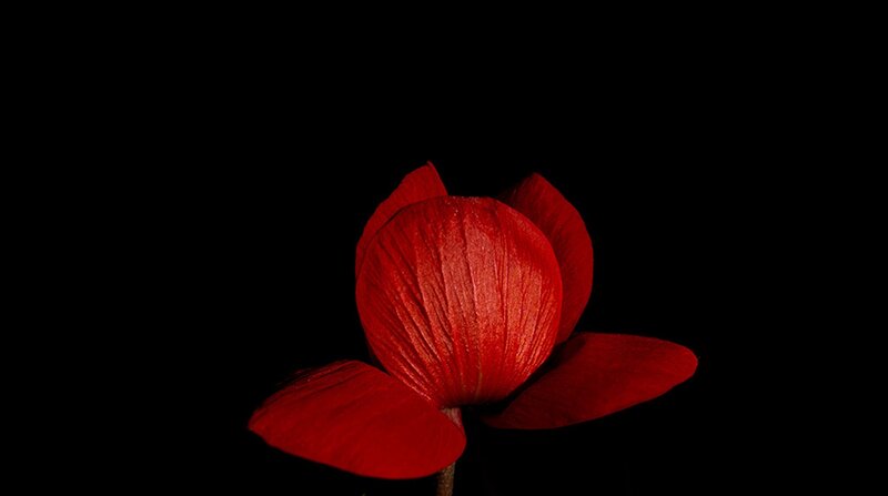 Red Flower on Black — Dramatic, Photograph