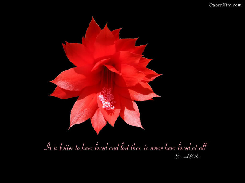 Red Flower on Black — Dramatic