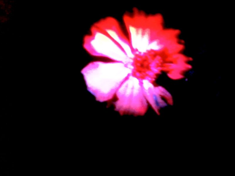 Red Flower on Black