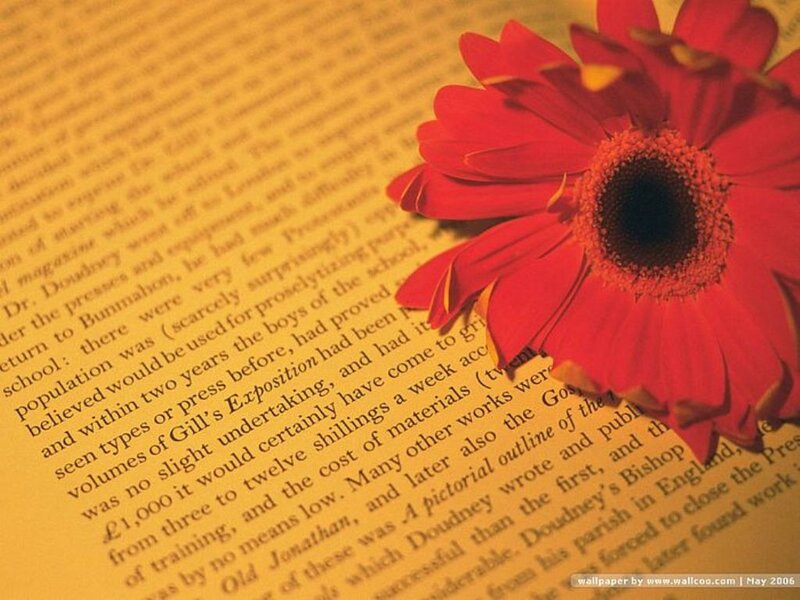Red Flower on Book Page