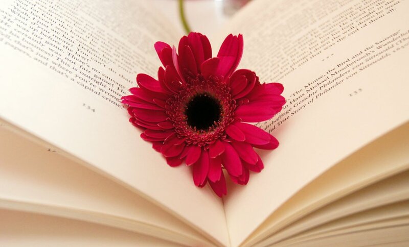 Red Flower on Book