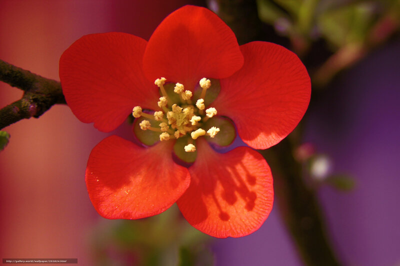 Red Flower on Branch — Vibrant