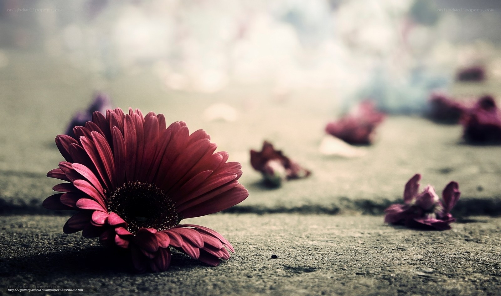 Red flower on concrete ground