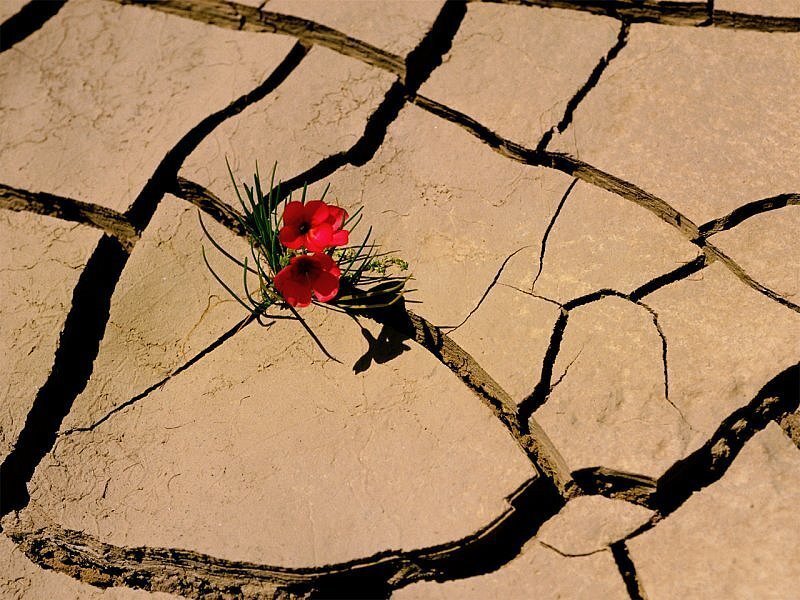 Red flower on cracked earth