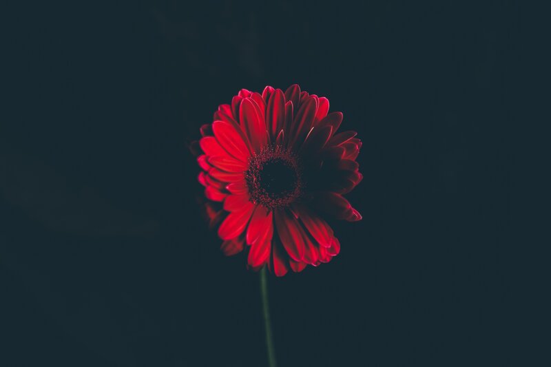 Red flower on dark background