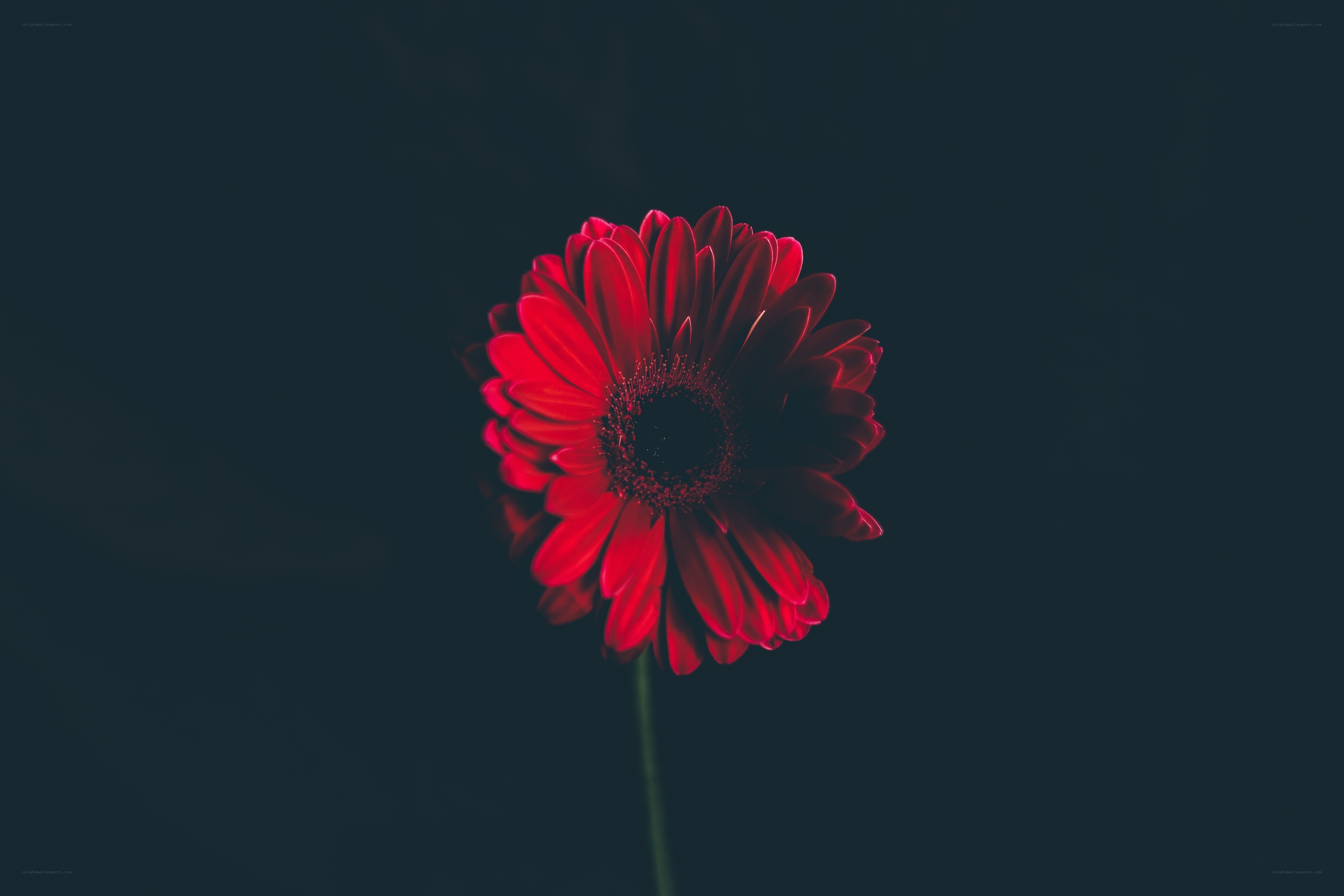 Red flower on dark background