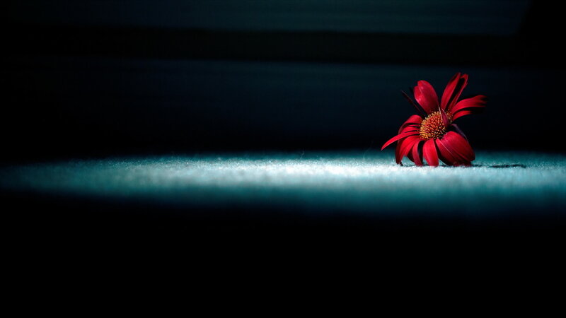 Red Flower on Dark Surface