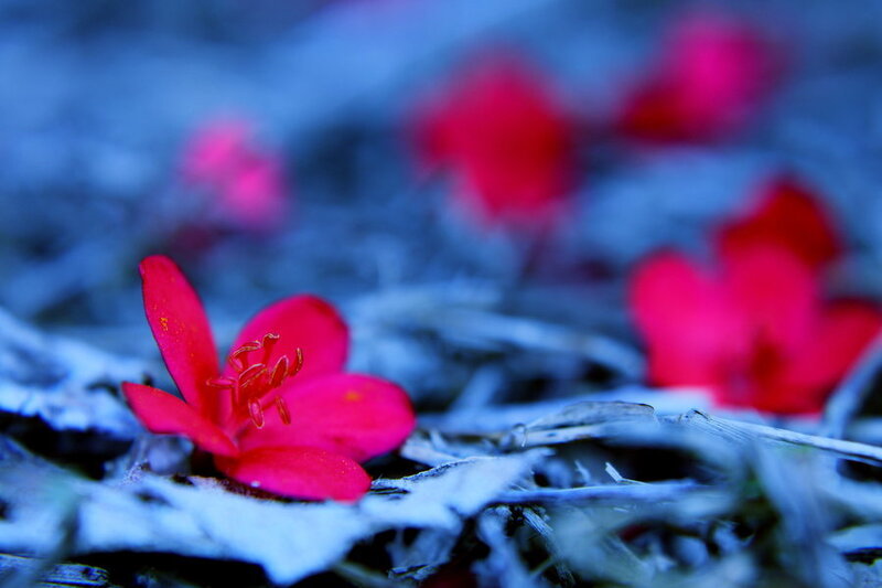 Red Flower on Frosty Ground