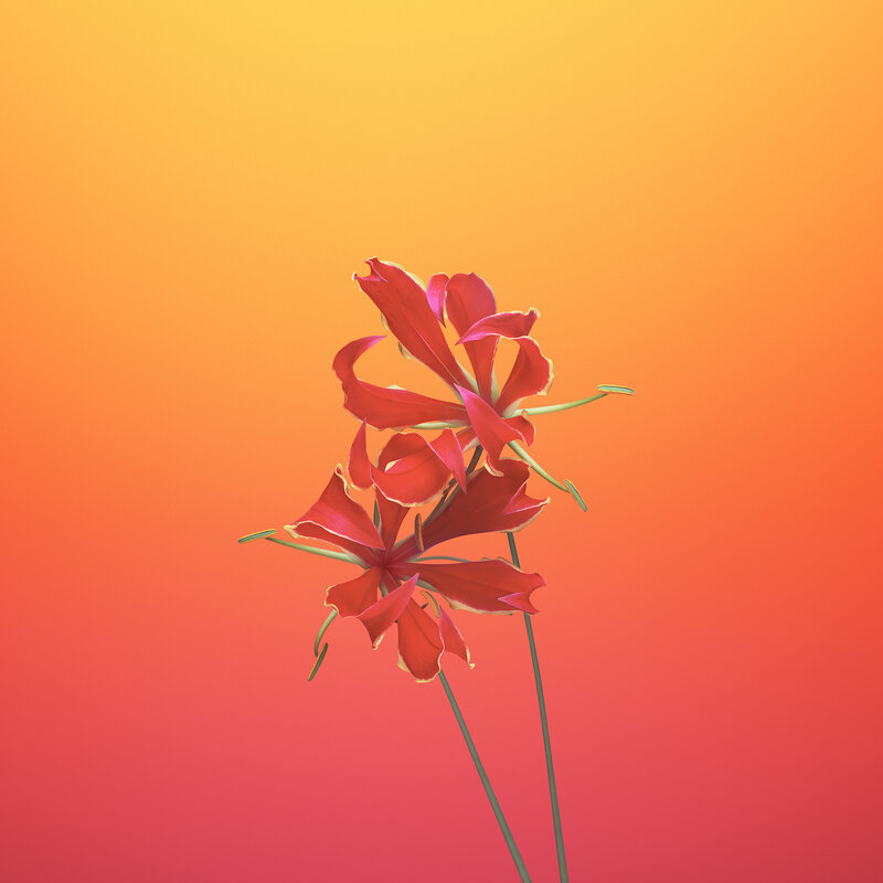 Red Flower on Gradient