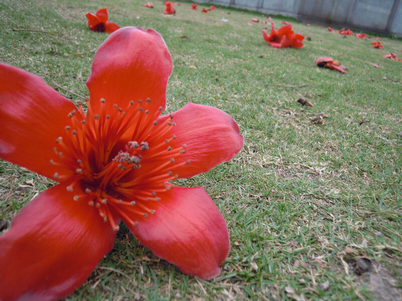 Red Flower on Grass