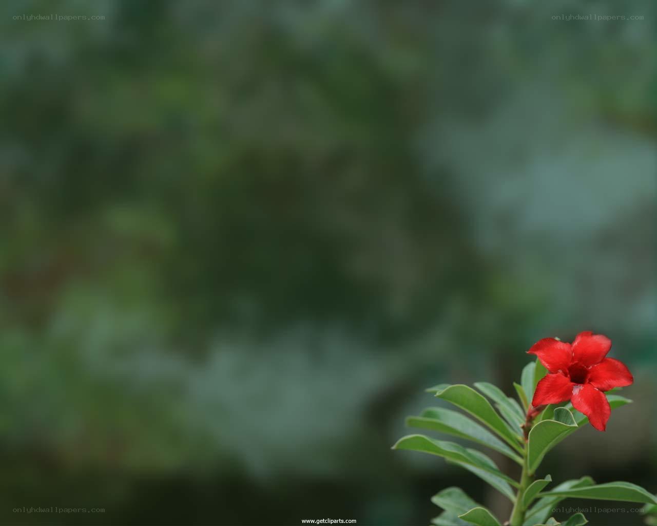 red flower on green background