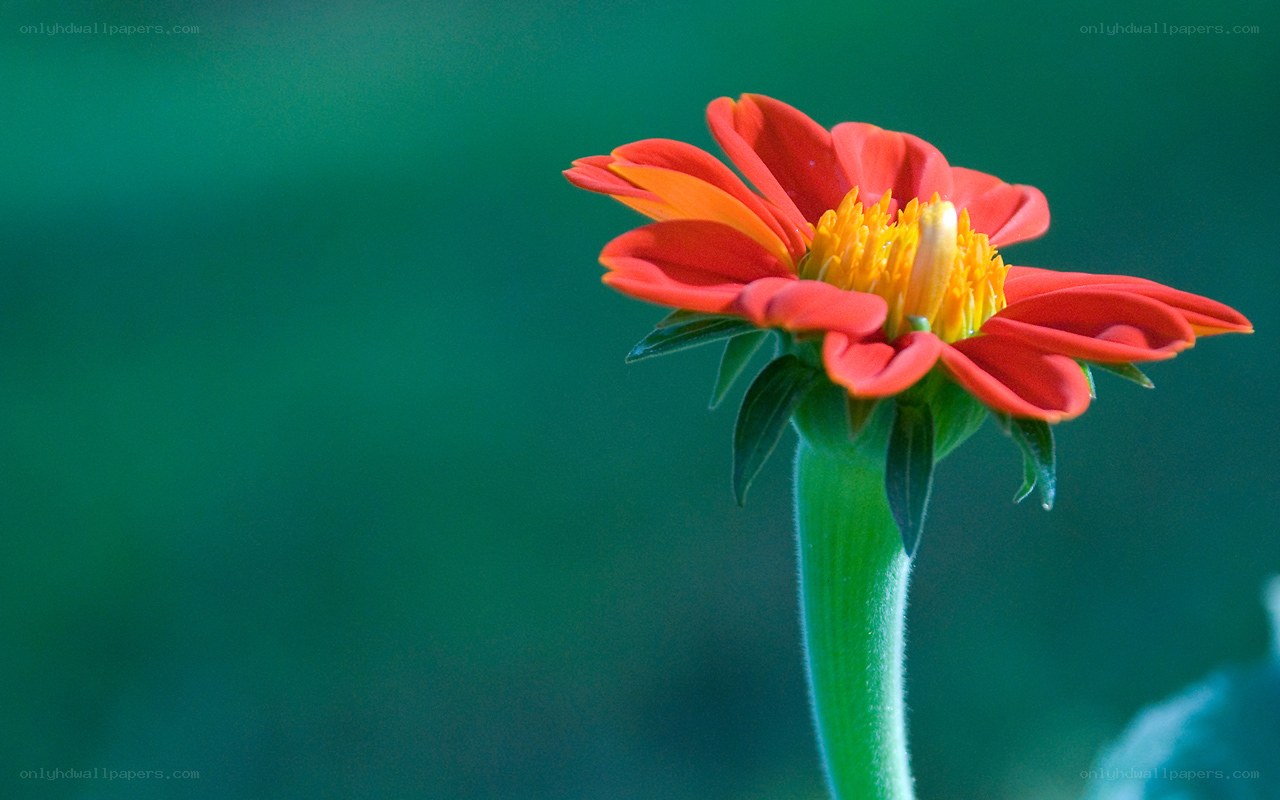 red flower on green background
