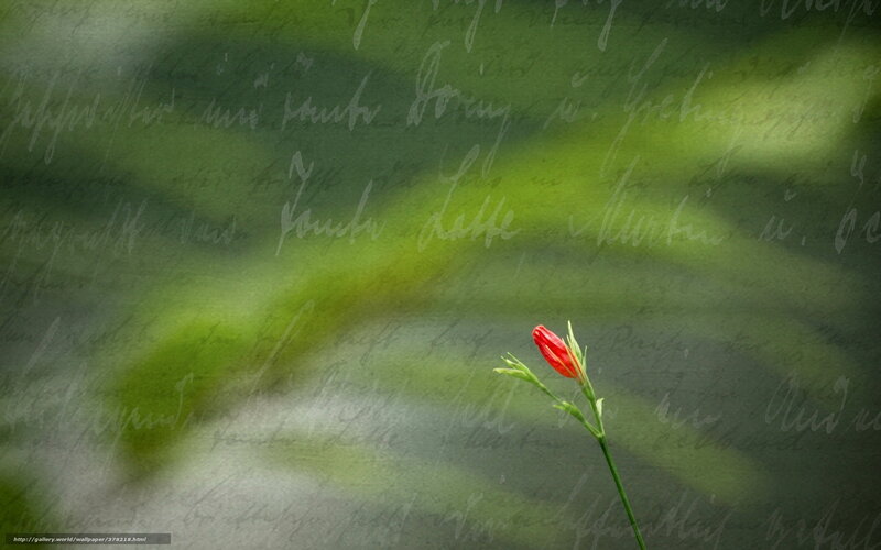 Red flower on green background