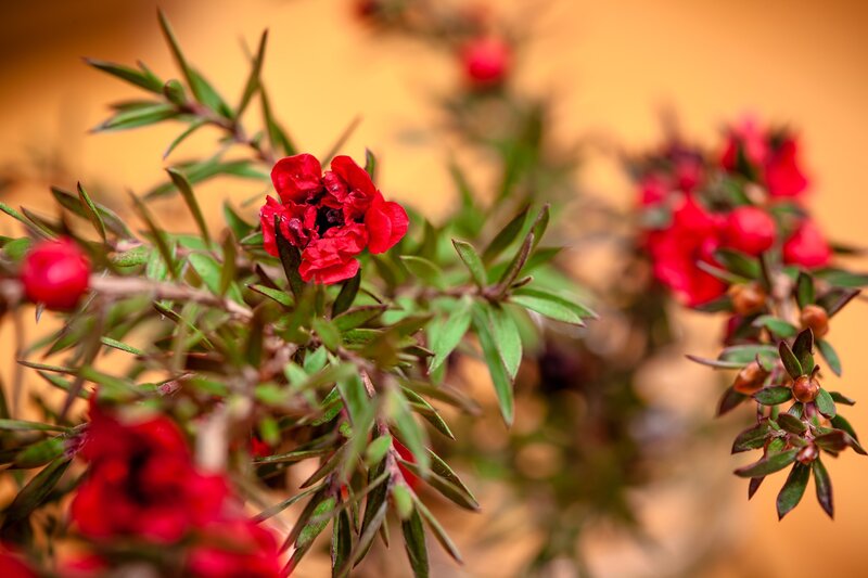Red Flower on Green Bush — Calm