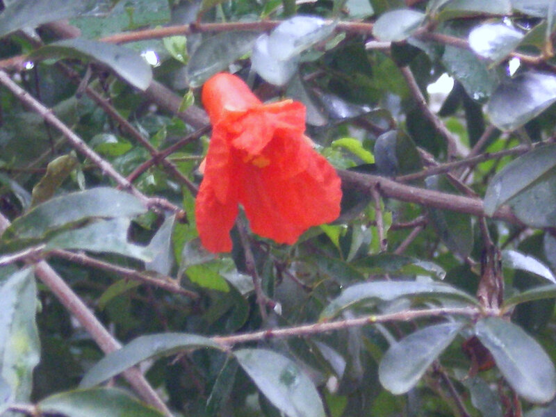 red flower on green bush