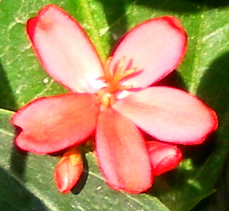 red flower on green leaf
