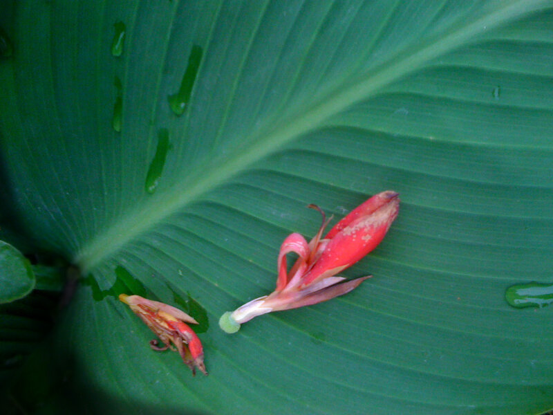 Red Flower on Green Leaf — Calm