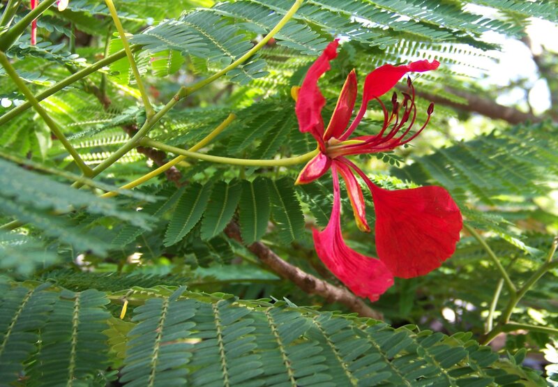 Red Flower on Green Leaves — Natural