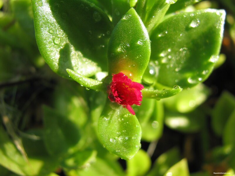 Red Flower on Green Leaves
