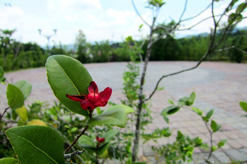 Red Flower on Green Plant — Calm