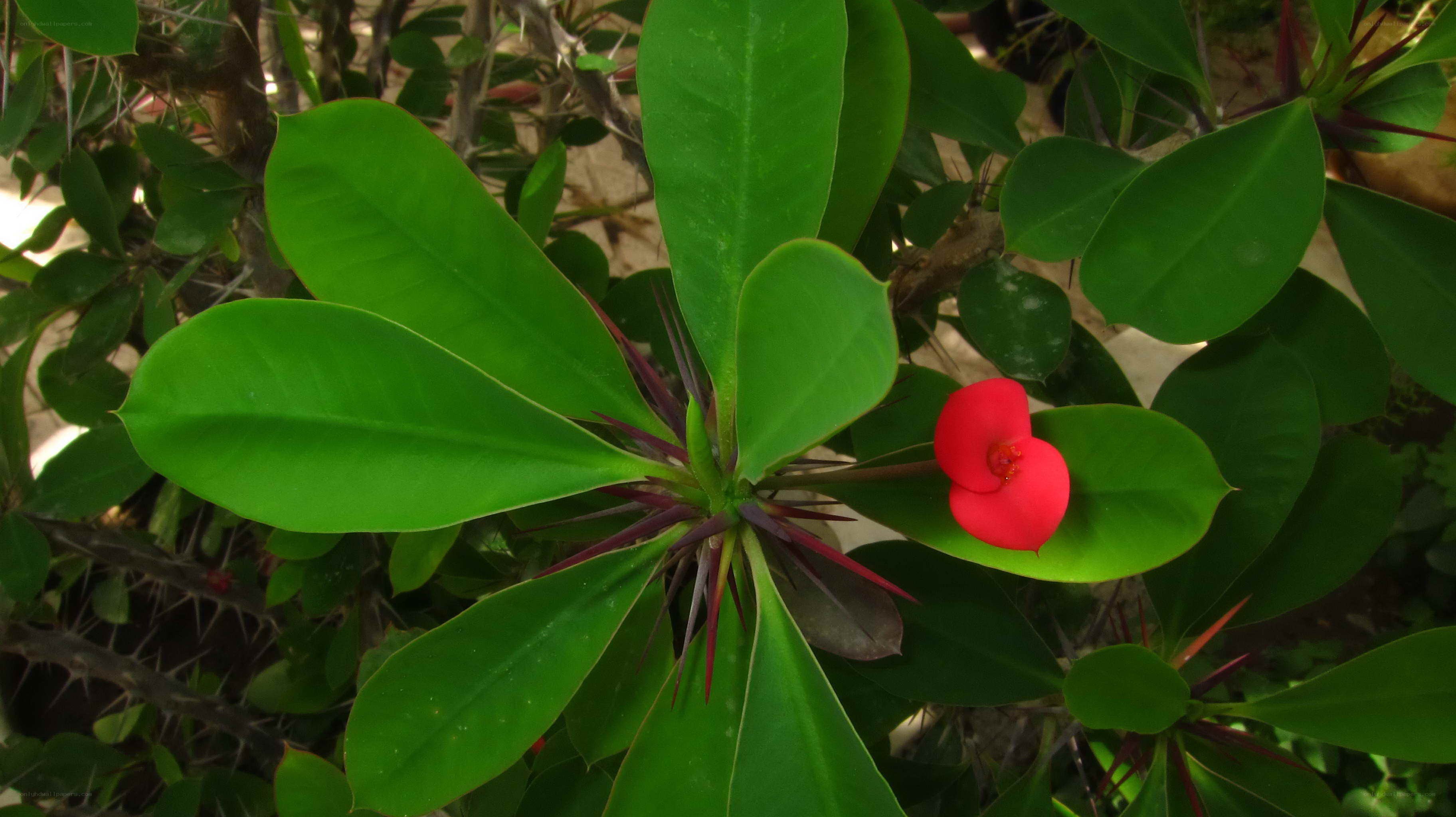 red flower on green plant