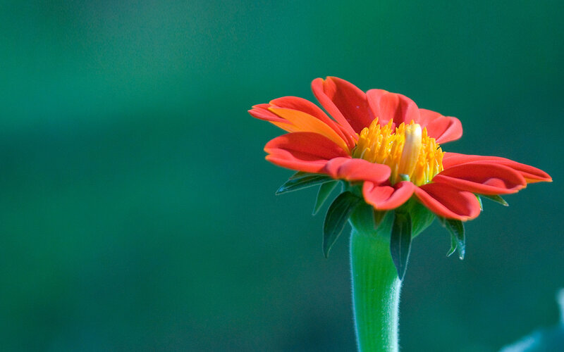 Red Flower on Green Stem